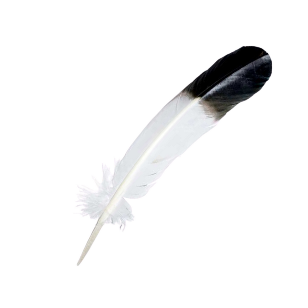 Black and White Feather