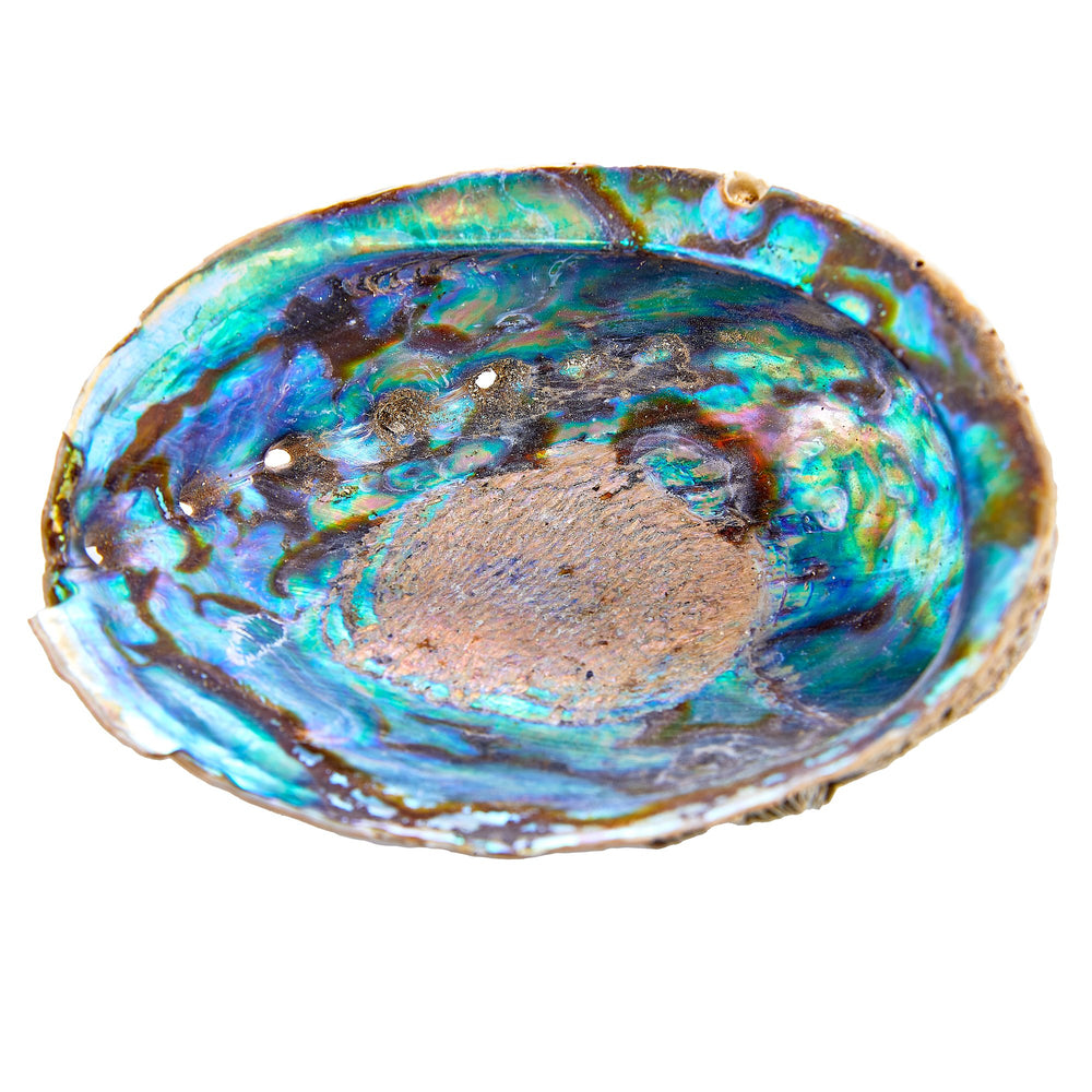 Abalone Shell
