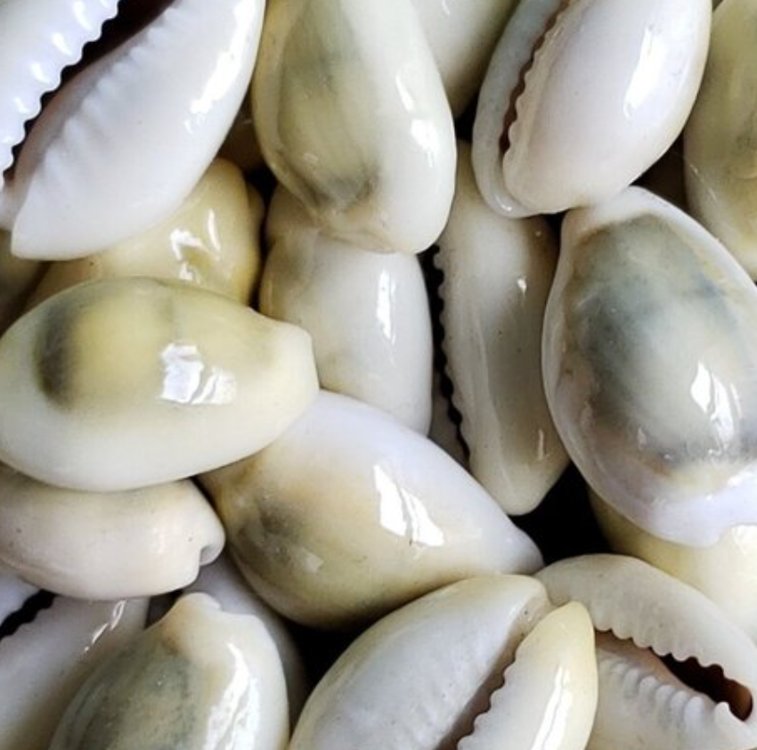 Cowrie Shells 10ct – Mxd Magic